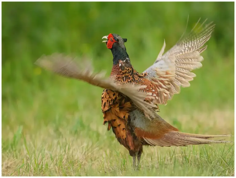 Fasan - (Common Pheasant) - tupp