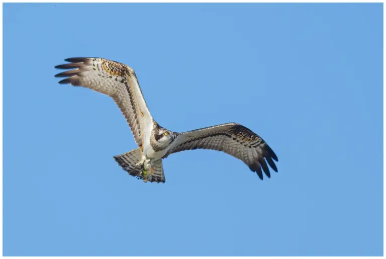 fiskgjuse - (osprey) - med en liten abborre i klorna