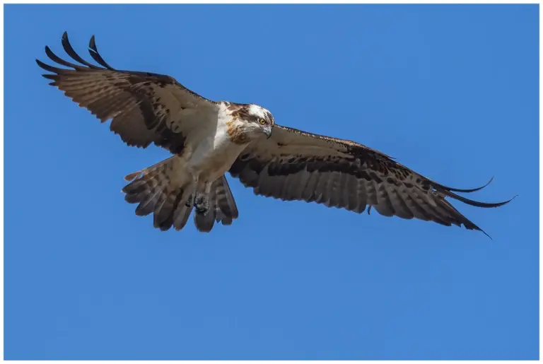 fiskgjuse - (osprey)