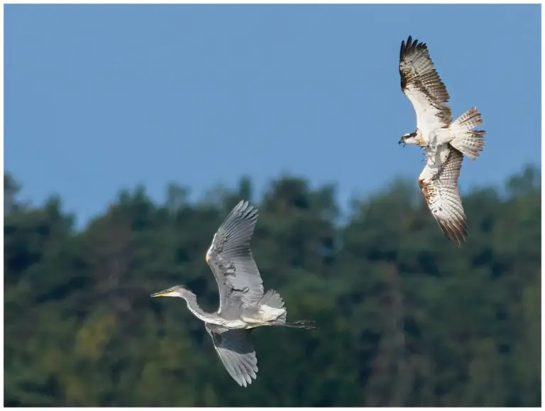 fiskgjuse - (osprey) - jagar gråhäger