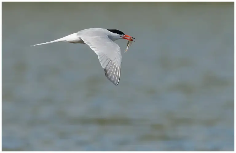 Fisktärna - (Common Tern)