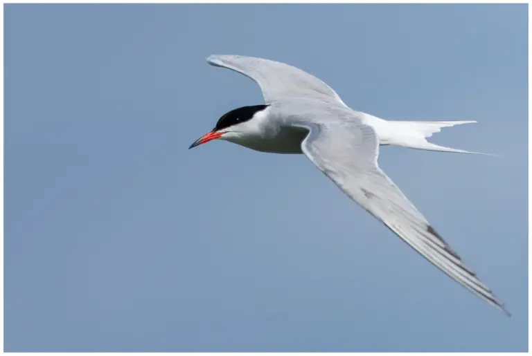 Fisktärna - (Common Tern)