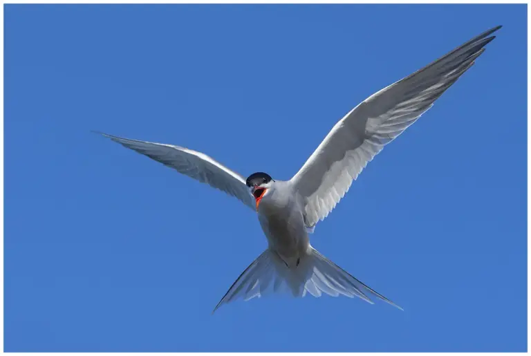 Fisktärna - (Common Tern)