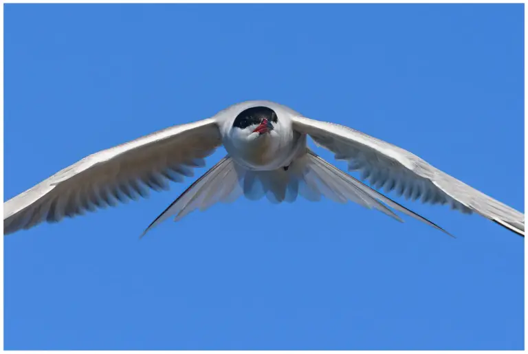 Fisktärna - (Common Tern)