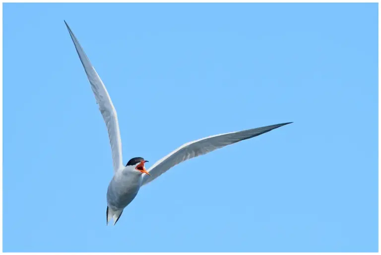 Fisktärna - (Common Tern)