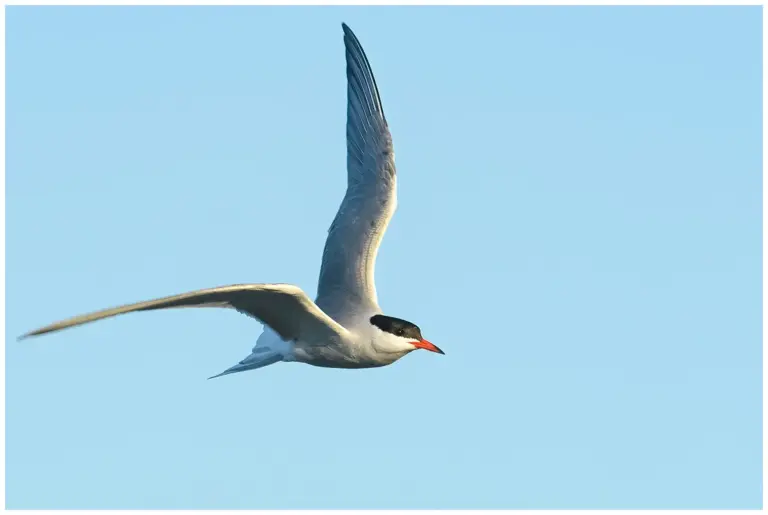 Fisktärna - (Common Tern)