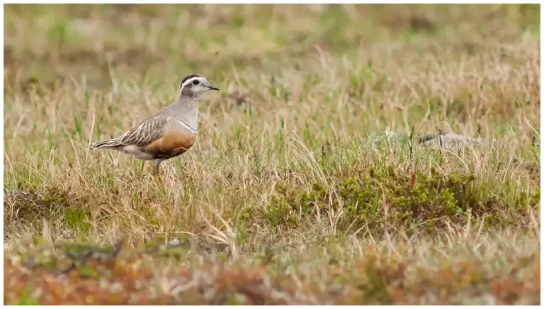 Fjällpipare - (Eurasian Dotterel)