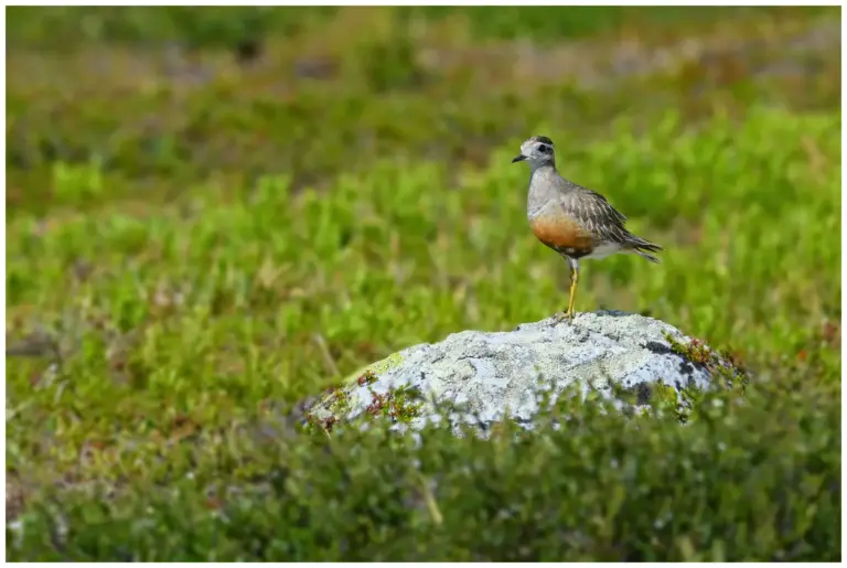 Fjällpipare - (Eurasian Dotterel)