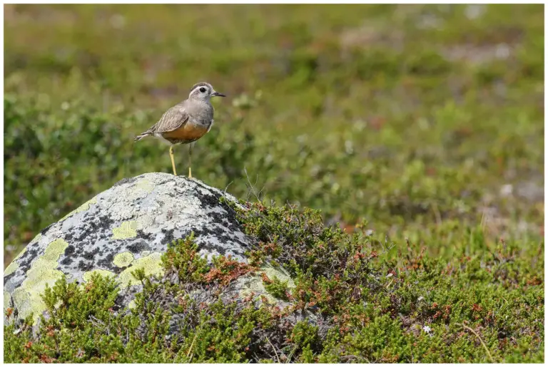 Fjällpipare - (Eurasian Dotterel) - på en sten