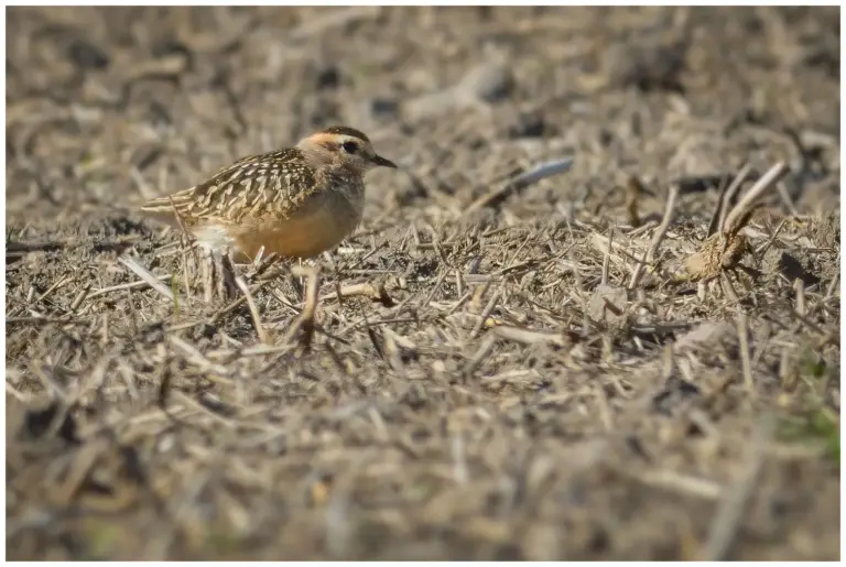 Fjällpipare - (Eurasian Dotterel) - födosöker på en åker under höstflytten söderut