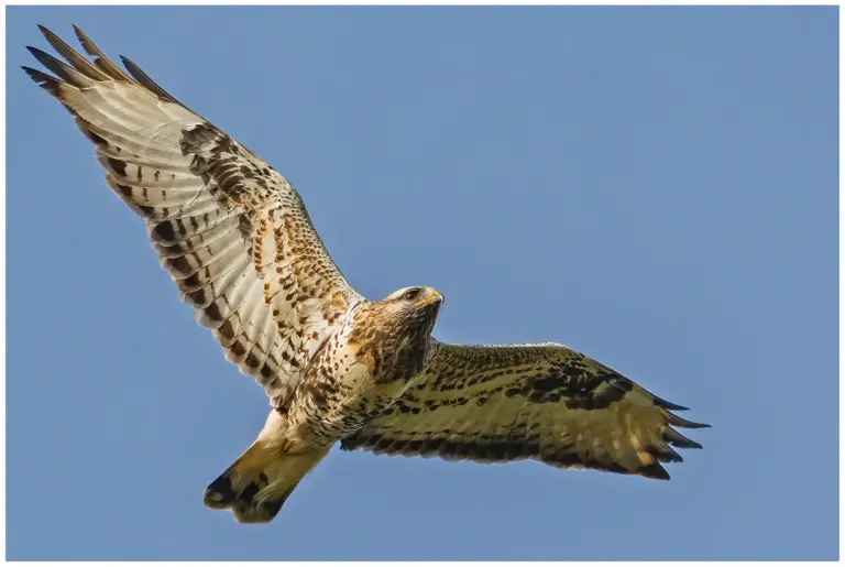 Fjällvråk - (Rough-legged Buzzard) - flyger