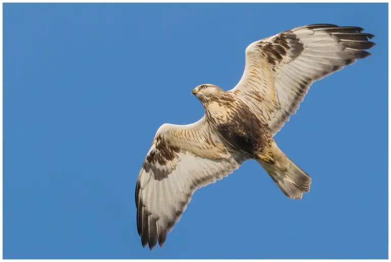 fjällvråk flygande, ses underifrån mot blå himmel