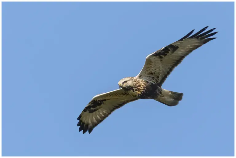 Fjällvråk - (Rough-legged Buzzard)