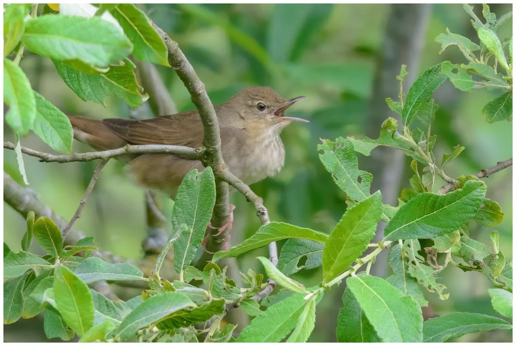 Flodsångare - River Warbler - sjunger med öppen näbb i en buske