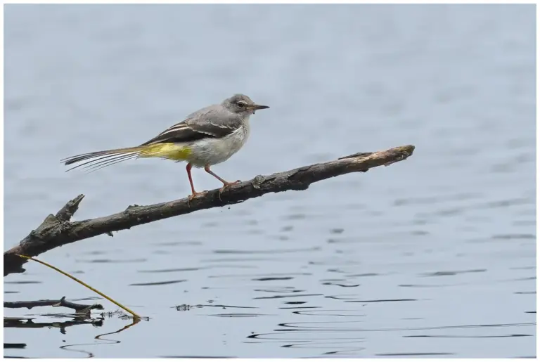 Forsärla (Grey Wagtail) fotograferad vid grensholm