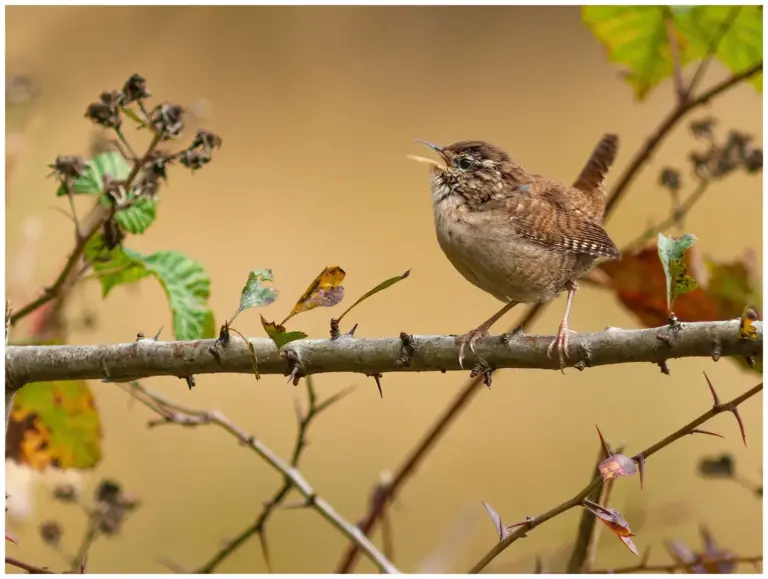 Gärdsmyg - (Winter Wren)