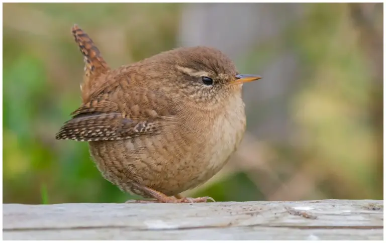 Gärdsmyg - (Winter Wren)