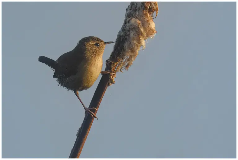 Gärdsmyg - (Winter Wren)