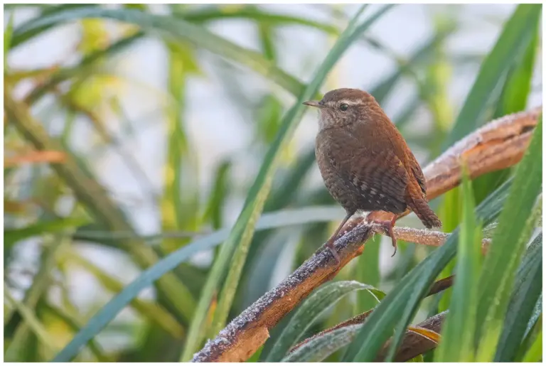 Gärdsmyg - (Winter Wren)