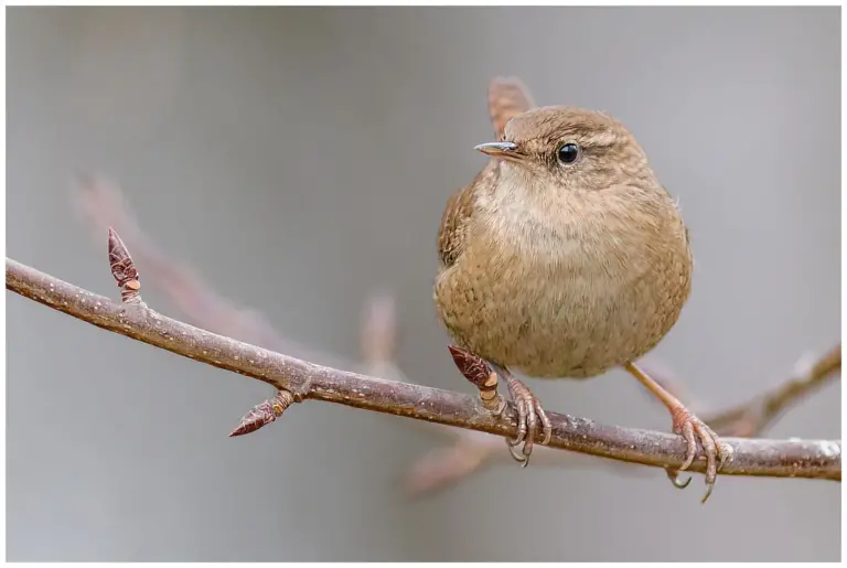 Gärdsmyg - (Winter Wren)