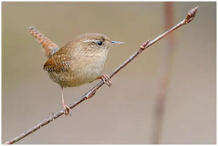 Gärdsmyg - (Winter Wren)