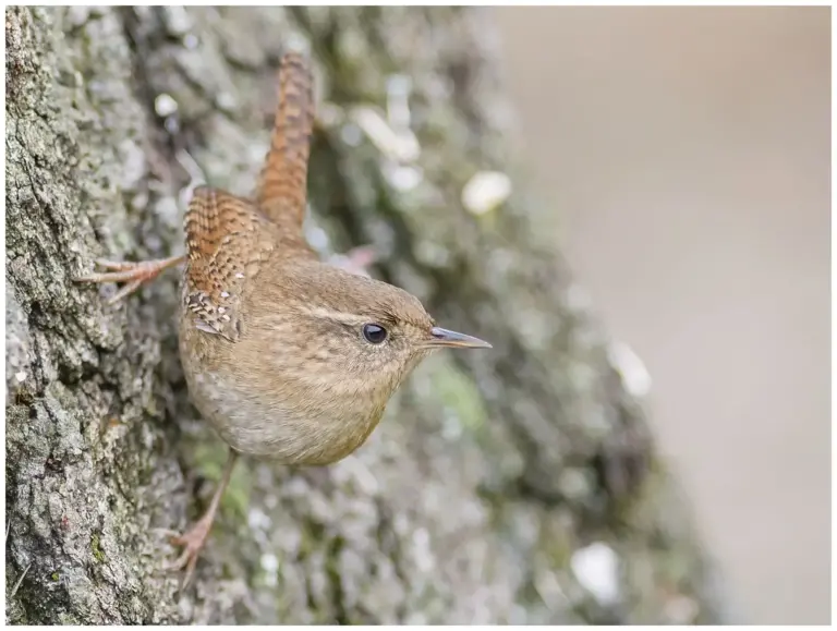 Gärdsmyg - (Winter Wren)