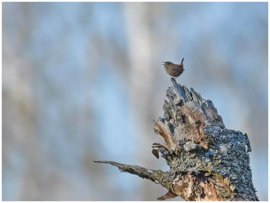 Gärdsmyg - (Winter Wren) sjunger från en stubbe