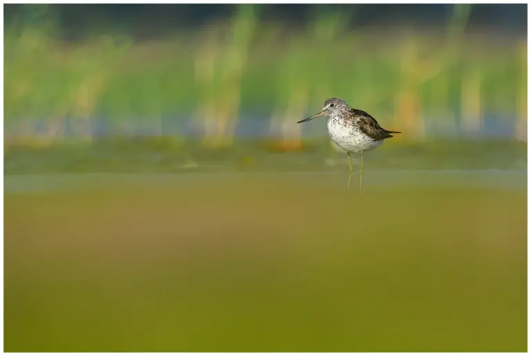 gluttsnäppa fotograferat väldigt låg, står i gräs