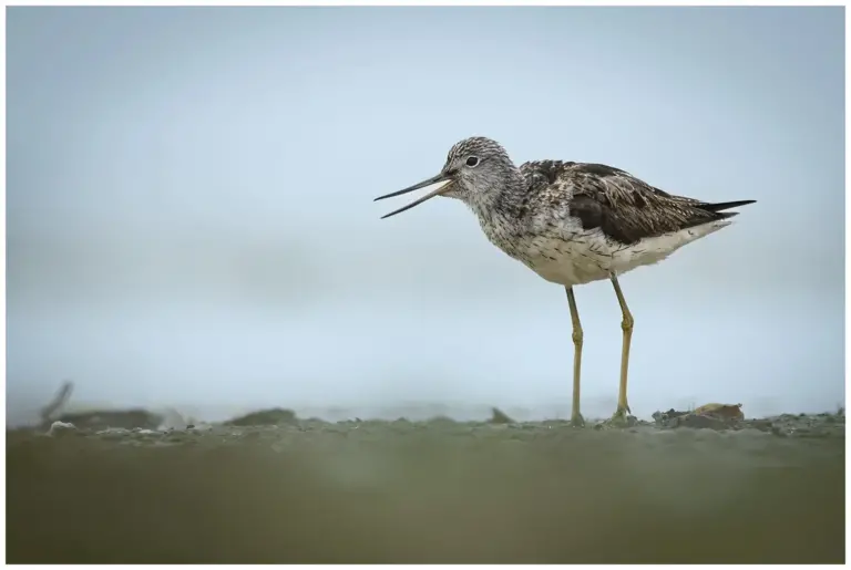 gluttsnäppa - (common greenshank) står i dimman med öppen näbb