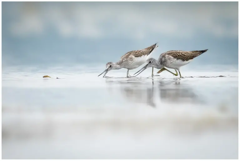 gluttsnäppa - (common greenshank) - med hoppande liten fisk