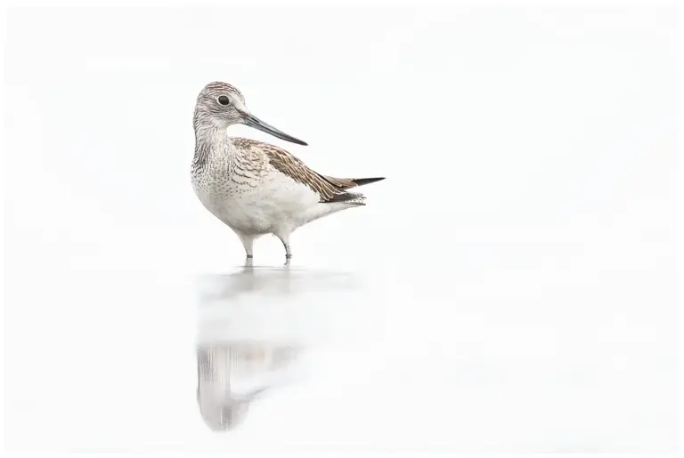 gluttsnäppa - (common greenshank)