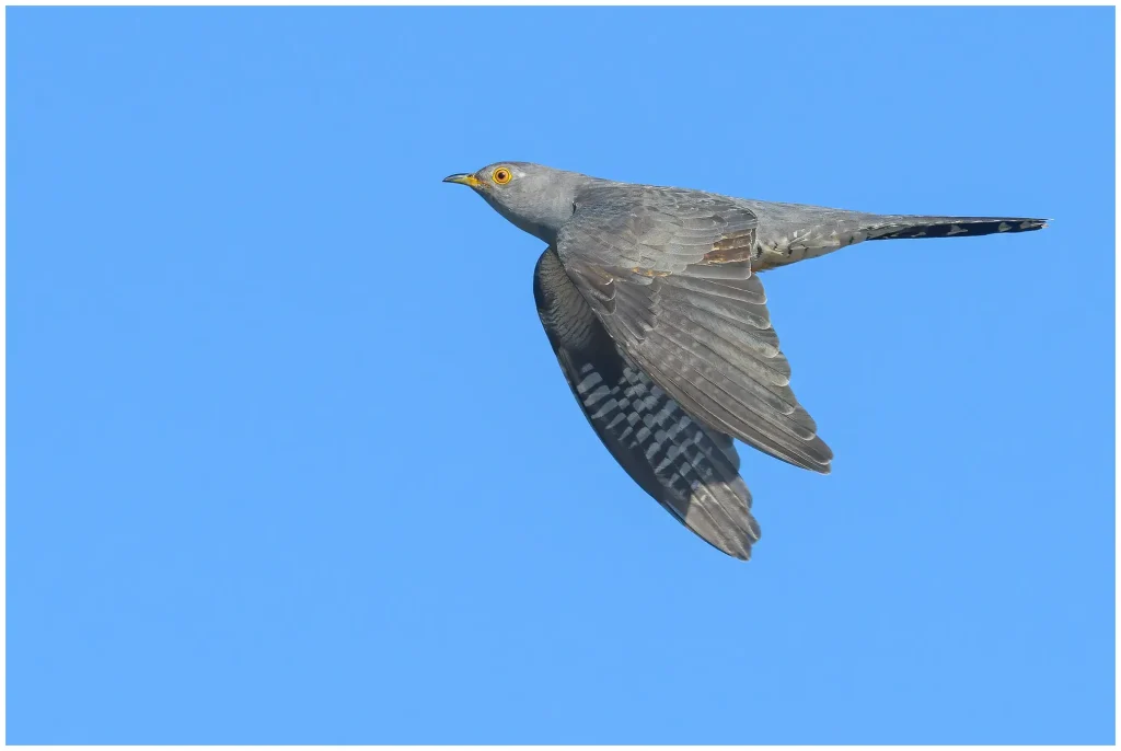 Gök - (Common Cuckoo) - flying with wings down against a blue sky