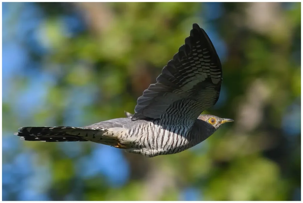 Gök - (Common Cuckoo) - flying with wings out agains a sunlit forrest