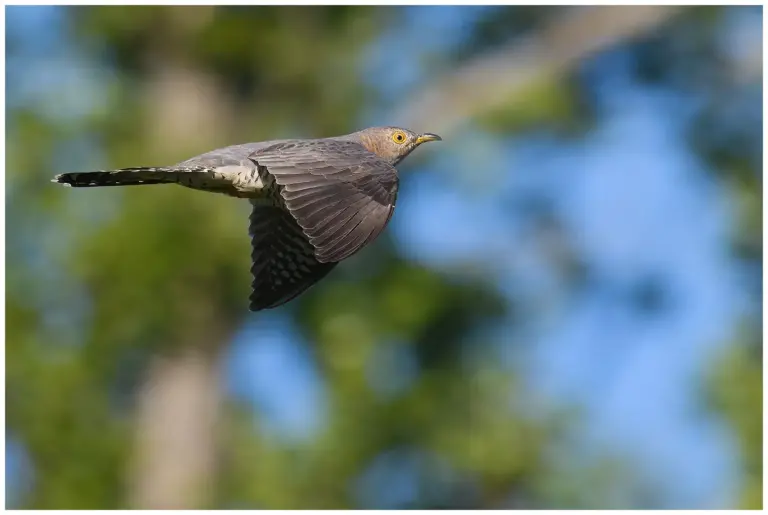 Gök - (Common Cuckoo) - flygandes i skogen.