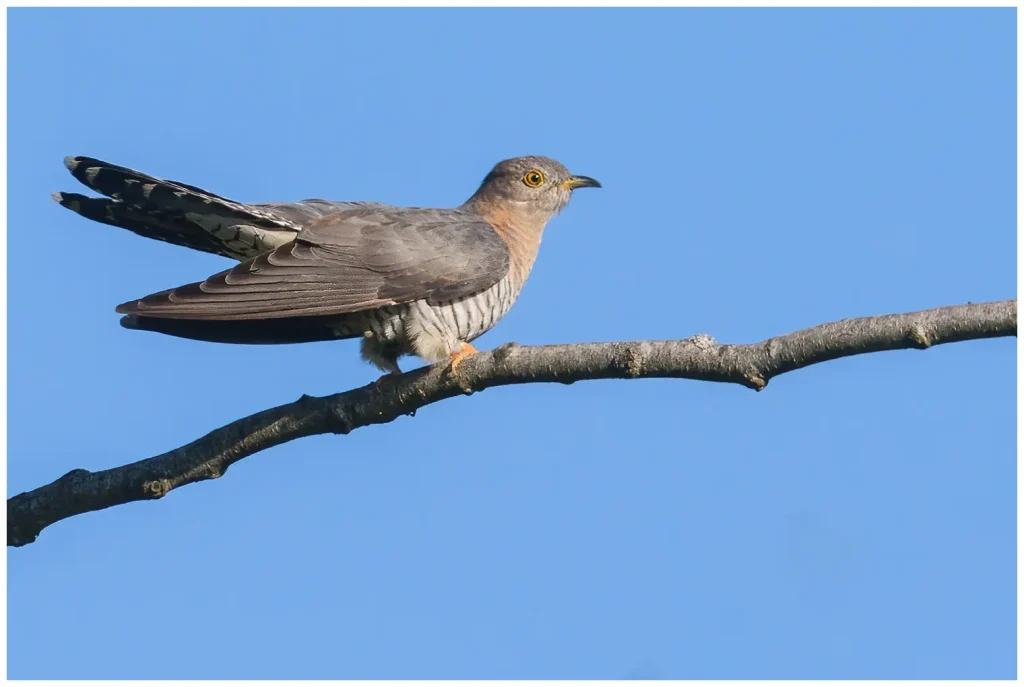 Gök - (Common Cuckoo) - sits on a wooden stick