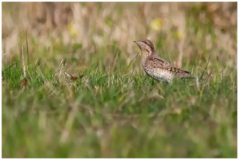 Göktyta - (Eurasian Wryneck)