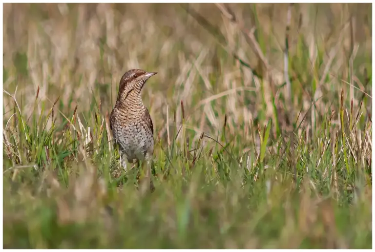 Göktyta - (Eurasian Wryneck)