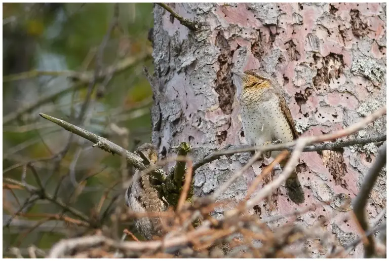 Göktyta - (Eurasian Wryneck)