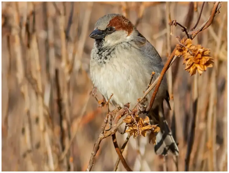 Gråsparv - (House Sparrow)