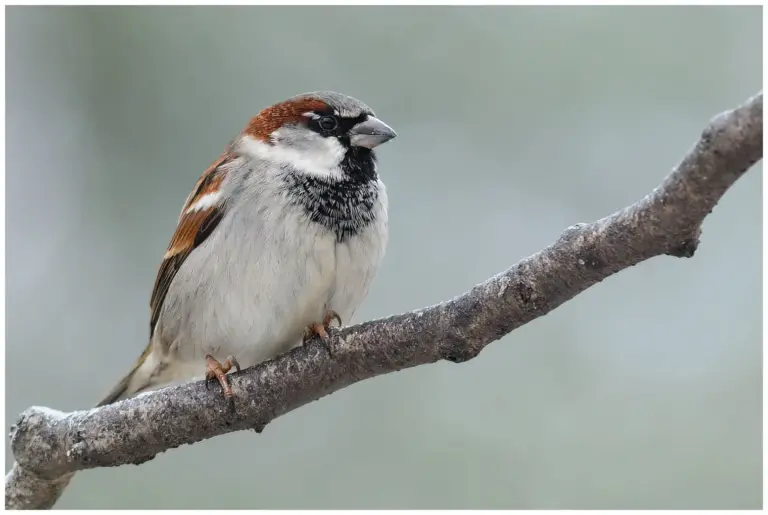 Gråsparv - (House Sparrow) - hane