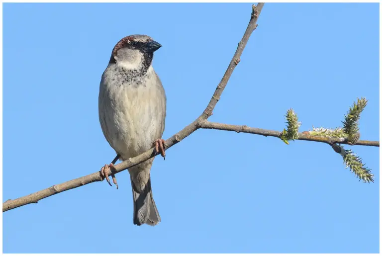 Gråsparv - (House Sparrow)