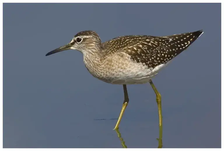 Grönbena - Wood Sandpiper