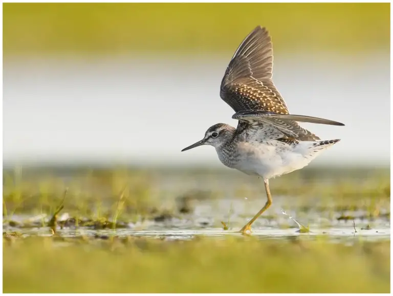 Grönbena - Wood Sandpiper i våtmark med flaxande vingar