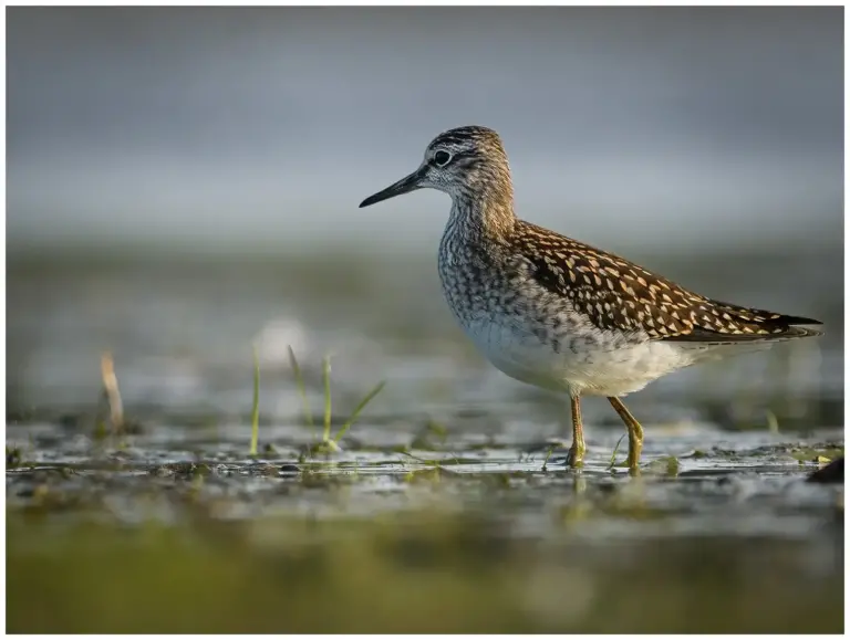 Grönbena - Wood Sandpiper går i vattnet en kväll i solnedgång