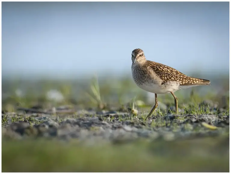 Grönbena - Wood Sandpiper i gräs och lera, tittar in kameran