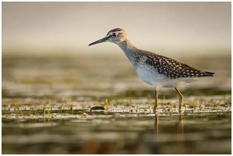 Grönbena - Wood Sandpiper i profil i kvällsljus