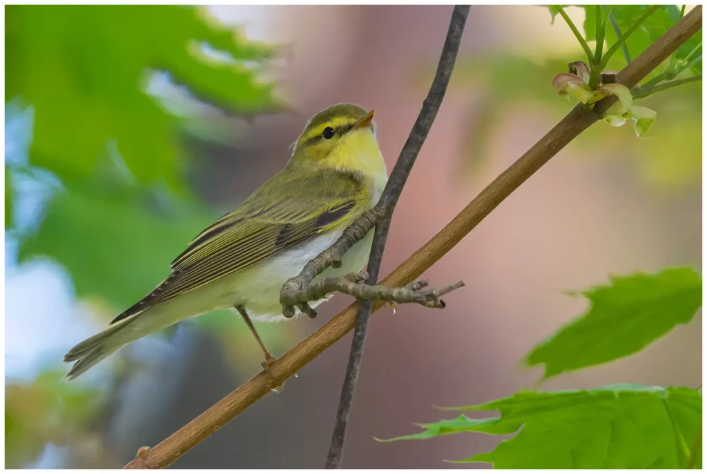 Grönsångare - Wood Warbler