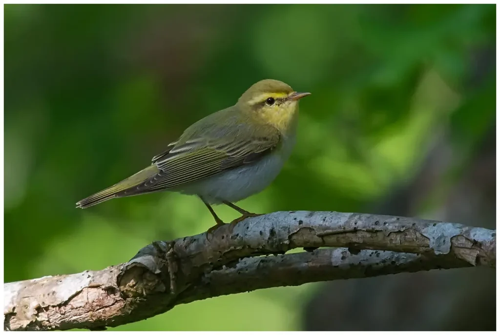 Grönsångare - Wood Warbler - står på en torr gren