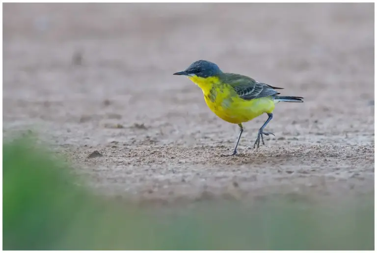 Gulärla - (Yellow Wagtail) - födosöker på marken