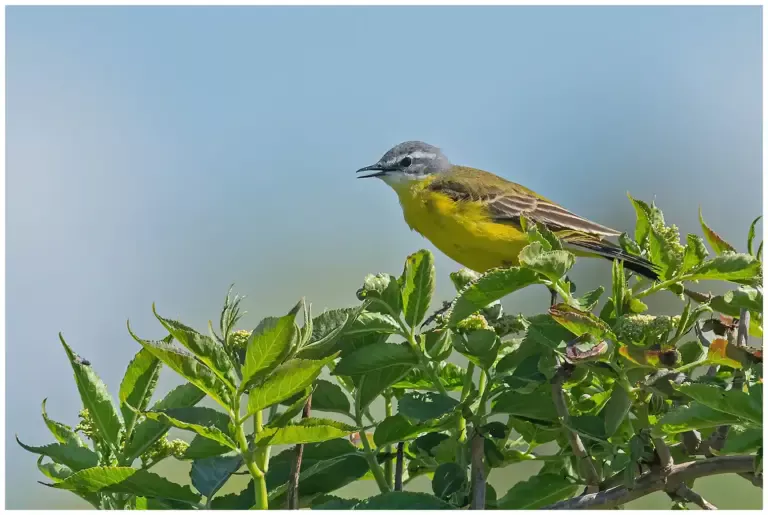 Gulärla - (Yellow Wagtail) - sjunger från en lövklädd buske